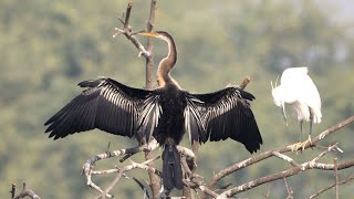 Oriental Darter in India [upl. by Einnaj]