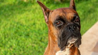 Boxer Dogs amp Dewclaw Removal  Should You Do It [upl. by Suzzy]