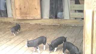 Pattersons Registered Berkshire Piglets [upl. by Atinnek]