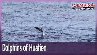 A guide to the many different dolphins off the coast of Hualien Taiwan [upl. by Nytsua]