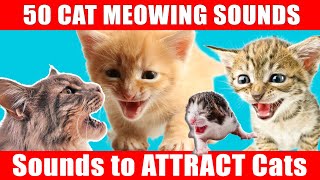 Play This to Attract Your Cat and Make Them Meow Back Sounds to Make Your CAT COME to CUDDLE YOU [upl. by Bornie]