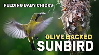 Olive Backed Sunbird  FEEDING Baby Chicks [upl. by Rona]