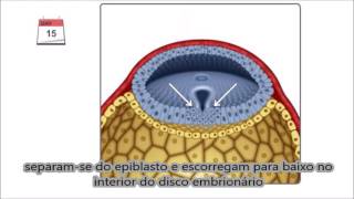 Gastrulação em português  Terceira semana do desenvolvimento embrionário [upl. by Dionis]