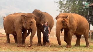 Man Calls Herd of Elephants  Watch Their Response  ElephantNews [upl. by Kali478]