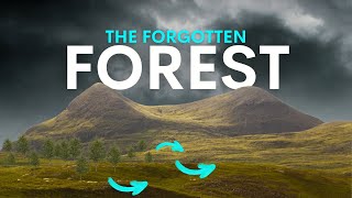 Scotlands Lost Mountain Forests Are Coming Back  heres how [upl. by Hanima]