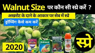 Walnut sized Apple Spray 2020  अखरोट आकार के सेब पर स्प्रे । Apple spray Schedule  Control Mite [upl. by Mccarty924]