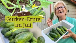 Gurken ernten  Vorfreude auf selbst eingemachte Essiggurken [upl. by Farrah]