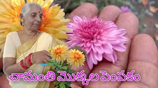 chamanthi plant care in teluguhow to grow chamanthi planthow to grow flower plants telugu [upl. by Airet]