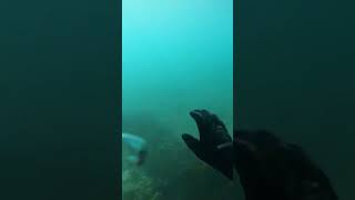 Kina bed siege freediving newzealand seafood [upl. by Shepard]