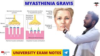 Myasthenia Gravis  Muscle physiology [upl. by Shantee]