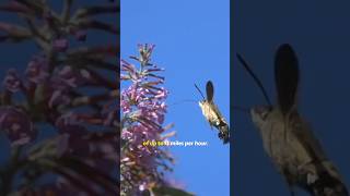 The Amazing Hummingbird HawkMoth Nature’s Flying Marvel [upl. by Ramej794]