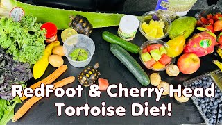 Baby Cherryhead and RedFoot Tortoise Diet Full Guide [upl. by Libenson]