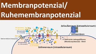 Membranpotential  Ruhepotential  Ruhemembranpotential Biologie Neurobiologie Oberstufe [upl. by Kono]