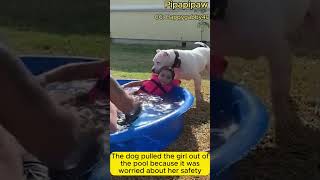 Top videos capturing impressive moments of dogs protecting their owners shortvideo doglover dog [upl. by Sivam90]