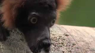 Lemur Life Episode 3 The Halls are Alive with the Sound of [upl. by Naima]