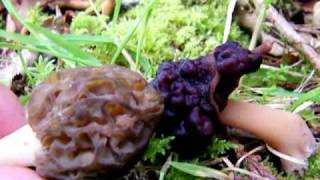 Morel vs False Morel  Some Identifying tips [upl. by Ahsert]