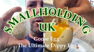 Goose Eggs  The Ultimate Dippy Egg [upl. by Haelahk22]