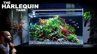 The Harlequin Tank 60cm Aquascape Tutorial Beautiful Planted Aquarium How To Step By Step Guide [upl. by Towland55]