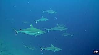 Sharks of Villingili kandu  Diving at South Maldives stab version [upl. by Arod]