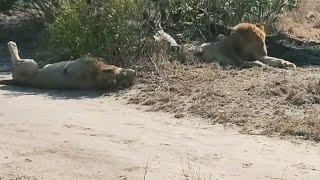 5 Nkhulu Male Lions Together  21 September 2024 [upl. by Nnaj893]