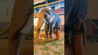 Kerala Elephants at poornatrayeesha Temple tripunithura ernakulam kerala [upl. by Jamille]