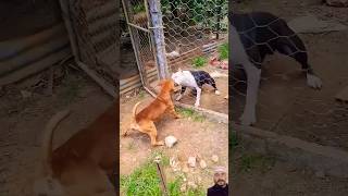 Understanding Aggressive Pitbull Behavior youtube shorts viral pitbull aggressive dog [upl. by Averil179]