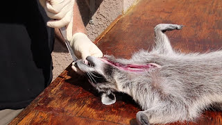 HOW TO CLEAN A RACCOON SKULL [upl. by Lenci]