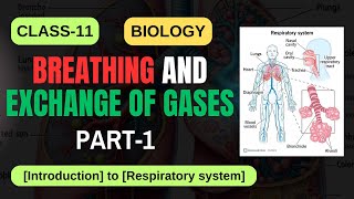 BREATHING AND EXCHANGE OF GASES CLASS11 BIOLOGY PART1 NCERT  CBSE 2025  IMS ACADEMY biology [upl. by Eenafets]