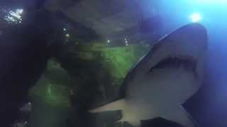 Shark Dive at Deep Sea World [upl. by Annayar]