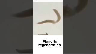 planaria Regeneration Practical🔥😱 shorts planaria régénération shirazivillagevlog [upl. by Conant]