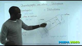 Biochimie cours étude des protéines chromatographie sur colonne électrophorèse [upl. by Korella]