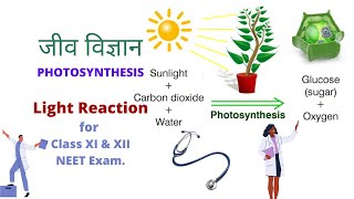 Light Reaction Biology for Class 11 amp 12 NEET Exam [upl. by Olivier]