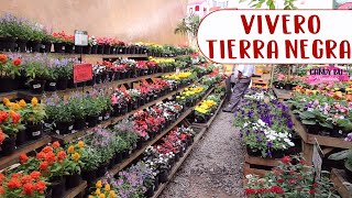 Tour por vivero Tierra Negra Bello│Candy Bu [upl. by Procto]