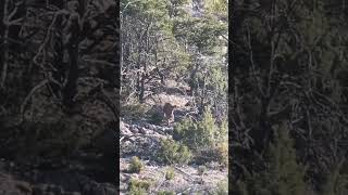 Vapor trail Aoudad KILLSHOT hunting TEXASHUNTING [upl. by Moureaux963]