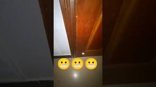 Scared cats 😬😂😂😂 scary short funny cat [upl. by Maya]