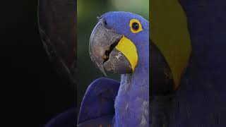 Hyacinth Macaw Pet 😍 Friendly Beautiful Parrot 🦜 [upl. by Fitzpatrick947]