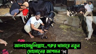 আলহামদুলিল্লাহগরুর খামারে নতুন মেহমানের আগমন 🐄 [upl. by Tufts]