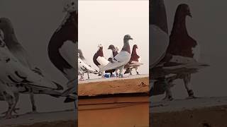 Beautiful pigeons for pigeons Lovers pigeonsound [upl. by Dnumyar]