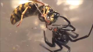 BLACK WIDOW VS QUEEN WASP Like and Sub [upl. by Acirtal]