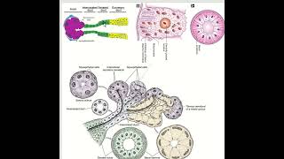 Salivary gland I Serous vs Mucous acini and duct [upl. by Killian]