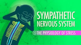 Sympathetic Nervous System Crash Course Anatomy amp Physiology 14 [upl. by Gyatt257]