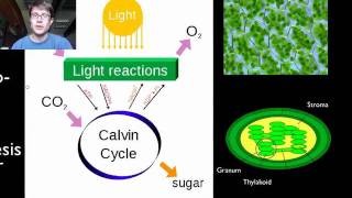 Photosynthesis and Respiration [upl. by Ayaladnot500]