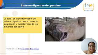 Tarea 2 morfofisiología en la digestión de monogástricos [upl. by Jacquelynn261]