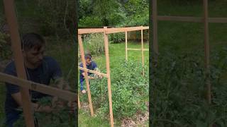 Build a Free Trellis For Your Garden in 15 minutes garden diy trellis [upl. by Zweig]