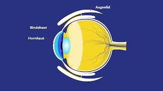 Das Auge Biologie 2 [upl. by Priebe]