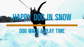 My Dog LOVES Snow DOG Playing In SNOW  Dog TV [upl. by Rahs55]