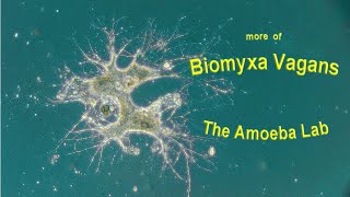 Amoeba  Biomyxa vagans Type I pt2  by the Amoeba Lab [upl. by Denoting]