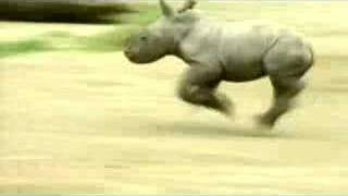 Run Rhino Run [upl. by Atul]