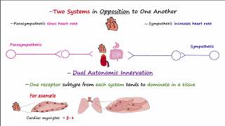 Autonomic Nervous System [upl. by Artapoelc45]