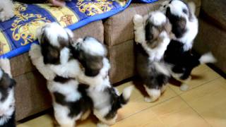 Shih Tzu Puppies after the 1st bath [upl. by Hudnut]